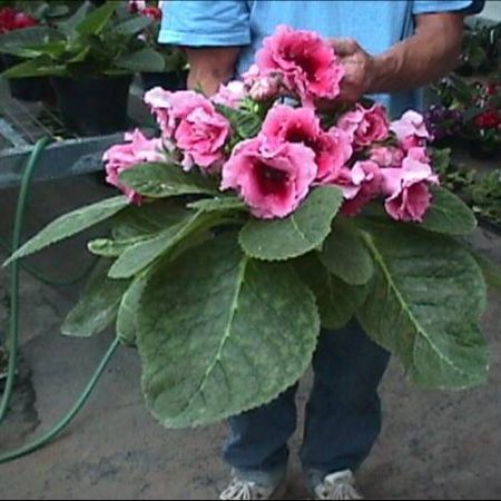 Gloxinia Uriasa